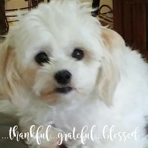 Meet your Posher, Virginia